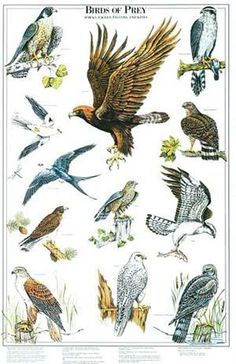 an image of birds of prey in flight with the words birds of prey on it