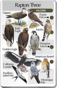 a poster with different kinds of raptors on it