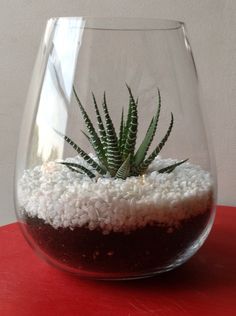 there is a small plant in a glass vase on the red table top with white sand