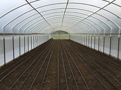 an indoor greenhouse with rows of plants growing in the ground and water on the other side