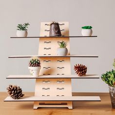 a wooden shelf filled with potted plants on top of a wooden table next to two pine cones