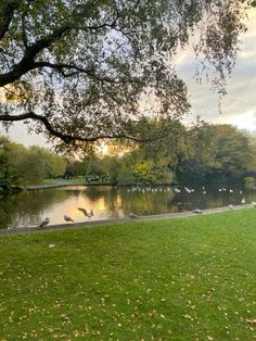 birds are sitting on the grass next to the water and trees in the park area