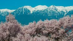 the mountains are covered in snow and pink trees with white flowers on them, against a blue sky