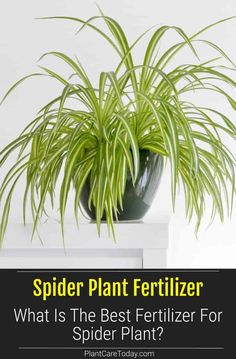 spider plant fertilizer what is the best fertitor for spider plant?