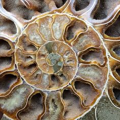 an image of a close up view of a sea shell