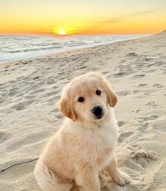 a golden retriever puppy sitting on the beach at sunset