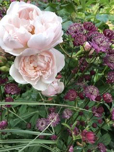 pink and purple flowers in the middle of green leaves