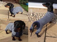 a dachshund dog wearing a striped shirt