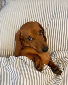 a brown dachshund laying on top of a bed covered in striped sheets