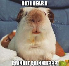 a brown and white guinea pig sitting on top of a blanket next to some fruit