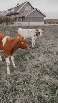 two brown and white cows standing in a field next to each other on a cloudy day