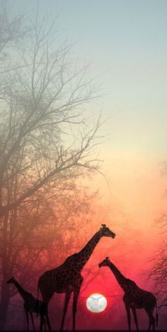 three giraffes are silhouetted against an orange and pink sky as the sun sets