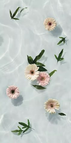 flowers floating in water with green leaves on the bottom and light pink ones above them