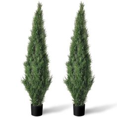 two tall green trees in black pots on a white background