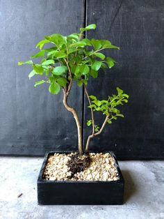 a small tree in a black pot with dirt on the bottom and green leaves growing out of it