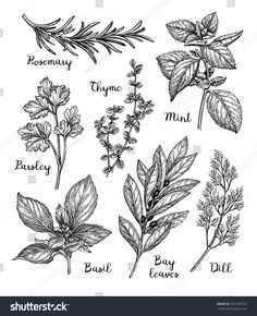 herbs drawn in ink on white paper with the words rosemary, thyme, parsley, basil, bay leaves and dill