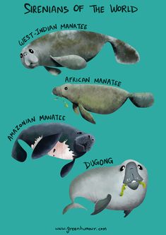 the different types of sea animals are depicted in this poster, which shows them names