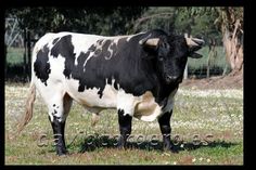 a black and white cow standing in the grass