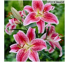 pink and white flowers with green leaves in the background