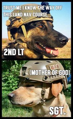 Military memes Marine corps Army Officer MeMe Navy Memes, Army Memes, Military Working Dogs, Military Quotes, Military Dogs