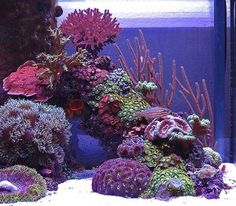 an aquarium filled with lots of different types of corals