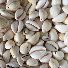 many shells are arranged together on the table