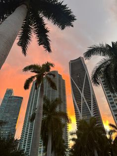 palm trees and skyscrapers at sunset in the city