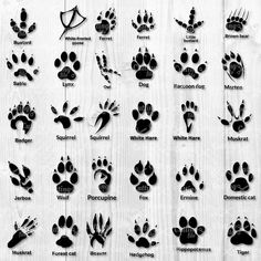 an animal's footprints and their names are shown in black on a white background