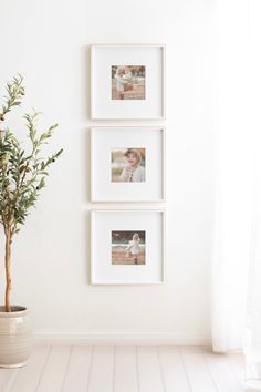 three pictures hanging on the wall next to a potted plant