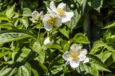 Mock Orange Shrub, Urban Gardening Ideas, Landscaping Shrubs, Screen Plants, Privacy Trees, Privacy Plants, Orange Plant