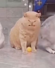 two cats are sitting next to each other in front of a ball and some balls on the ground