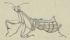 a drawing of a praying mantissa