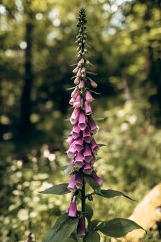 purple flowers blooming in the woods on a sunny day