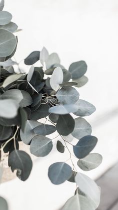 some green leaves are hanging from a branch