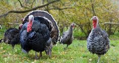 a group of turkeys are walking in the grass