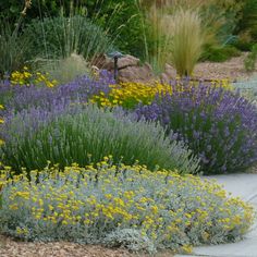 a garden filled with lots of purple and yellow flowers