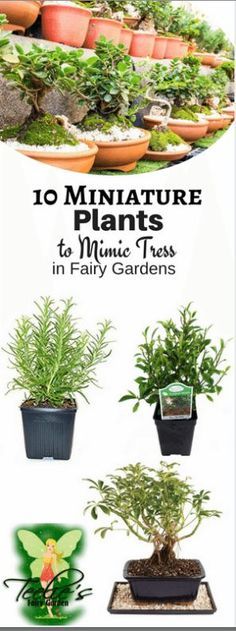 an advertisement for miniature plants in fairy gardens