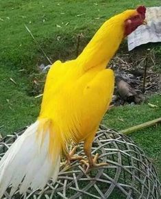 a yellow and white bird standing on top of a wire basket