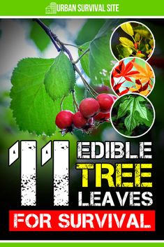 the 11 edible tree leaves for survival is shown in red and green, with four different images