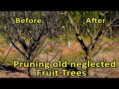 the before and after pictures of pruning old neglected fruit trees