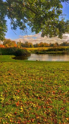 the grass is covered with fallen leaves and water in the distance, under a tree