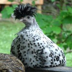 a close up of a bird on a rock