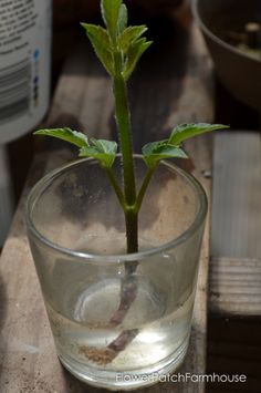 a plant in a glass filled with water