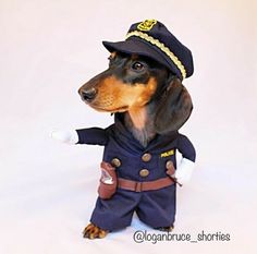 a dachshund dog dressed up as a police officer pointing at the camera