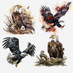 four bald eagle images with different colors and sizes, including one in the foreground