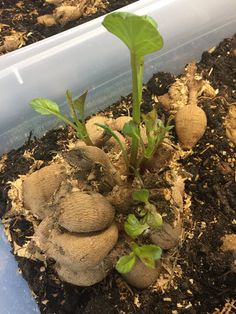 there is a plant growing out of some dirt in the ground with leaves on it