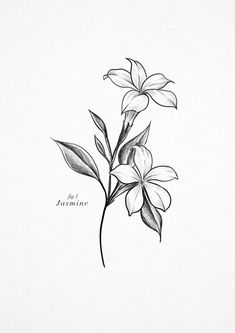 a black and white drawing of some flowers