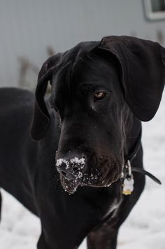 a large black dog standing in the snow