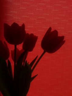 three red tulips in a vase on a window sill against a red background