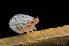 a small insect sitting on top of a wooden branch in front of a black background